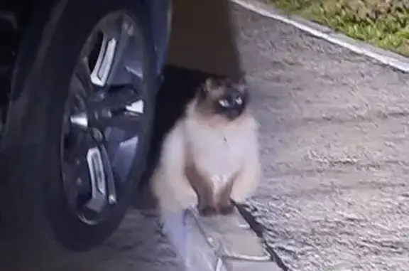 Кошка найдена, пр. Горького 10 с1, Чебоксары