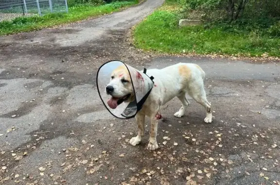 Найдена собака, Трубачеевка, фото: Собака найдена, Западный проезд 6