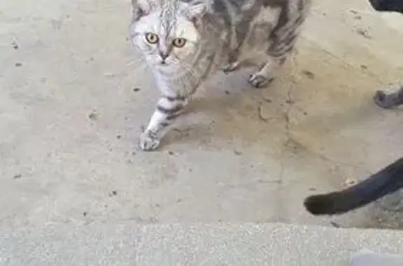 Найдена кошка, Анапа, фото: Кошка найдена: Заводская 73, Анапа