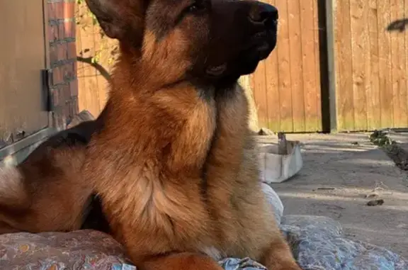 Найдена собака, Лыткарино, фото: Найдена собака: Тураевская ул. 9, Лыткарино