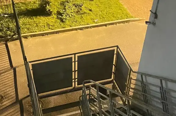 Кошка на лестнице в детсаду, Менделеева 3