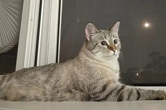 Кошки потеряшки, Волжский, фото: Потеряшка кошка, ул. 40 лет Победы, 81