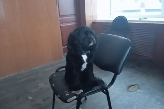 Пропала собака в Петрилово, Костромская обл.