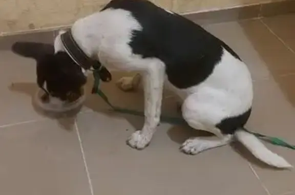 Найдена собака на Стартовой улице