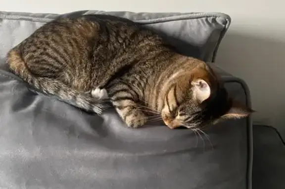 Кошки потеряшки, Московская область, фото: Потеряшка кошка у ПЖК 