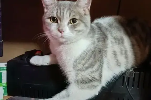 Кошки потеряшки, Уфа, фото: Потеряшка кошка Сем, Уфа, Башкортостан