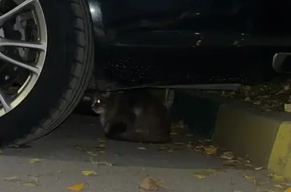 Найдена кошка, , фото: Кошка найдена на Интернациональной, 23