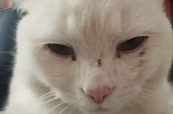 Кошки потеряшки, Пинск, фото: Потеряшка кошка, Брестская ул. 113, Пинск