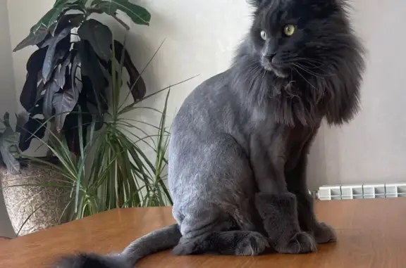 Кошки потеряшки, Патроны, фото: Потеряшка кошка в п. Патроны, 19 км БТ