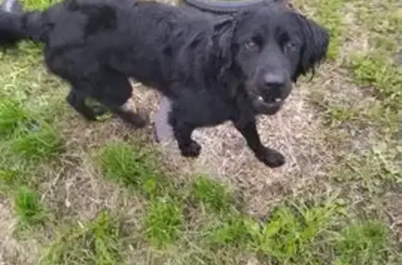 Собака найдена на пл. Победы, 12, Барнаул