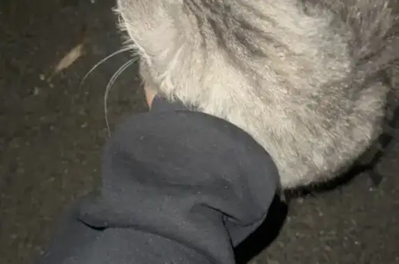 Найдена кошка, Петрозаводск, фото: Кошка найдена: Зелёная ул., 4Б, Петрозаводск