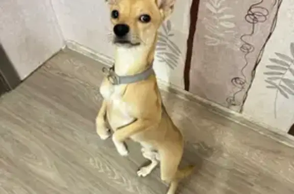 Собаки потеряшки, Новосибирск, фото: Потеряшка собака, Зеркальная ул. 8, НСК