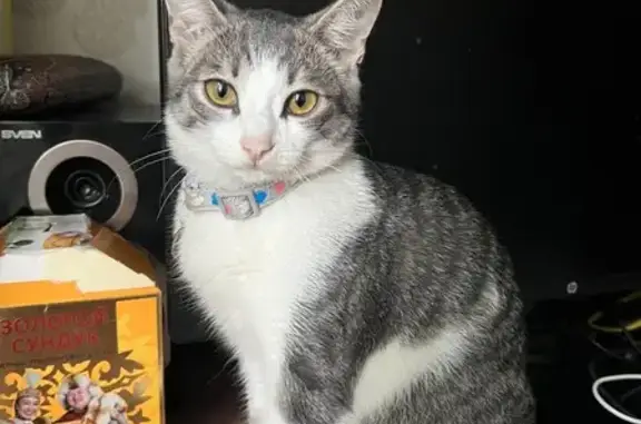 Пропала кошка, ул. Жуковского 31/1, Омск