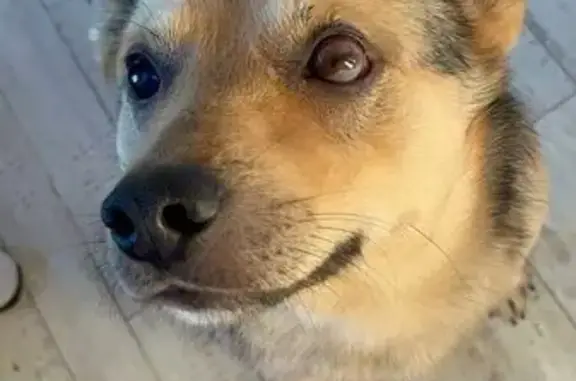 Собаки потеряшки, Нагорное, фото: Потеряшка собака, Речная ул., 8А, Нагорное