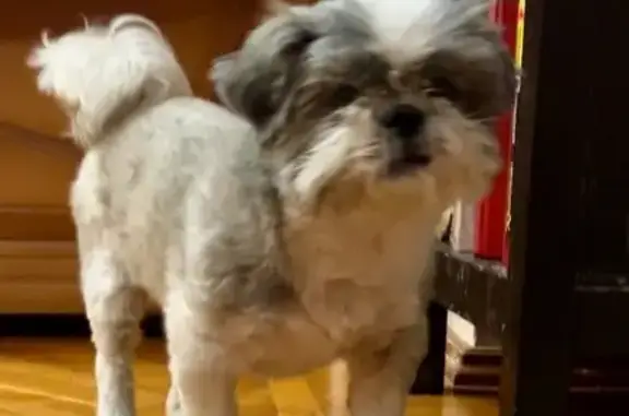 Найдена собака, Верхнетемерницкий, фото: Найдена собака, ул. Ориона, 20