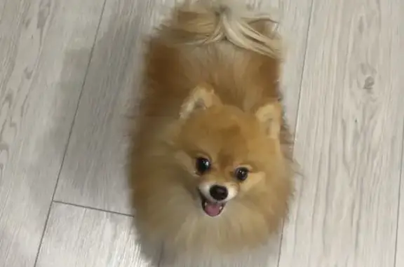 Собаки потеряшки, Барановичи, фото: Потеряшка собака, Гаёвая ул., Барановичи