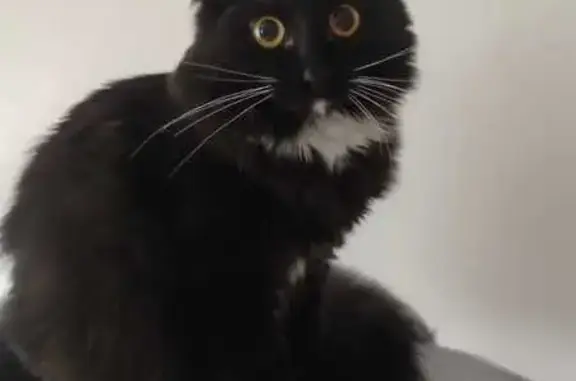 Кошки потеряшки, Александров, фото: Потеряшка кошка, ул. Гагарина 13/3