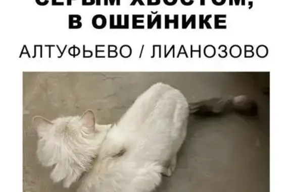 Кошка найдена, Алтуфьевское шоссе, Москва