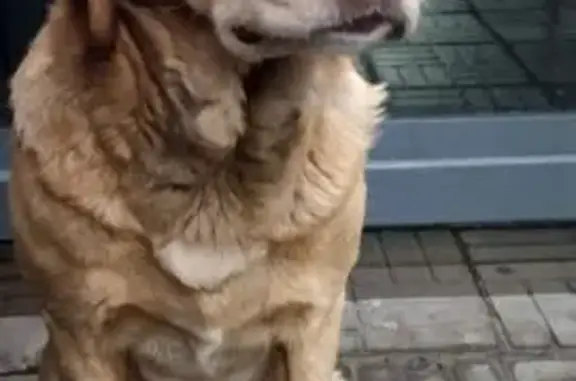 Найдена собака, пр. Ленина, Челябинск