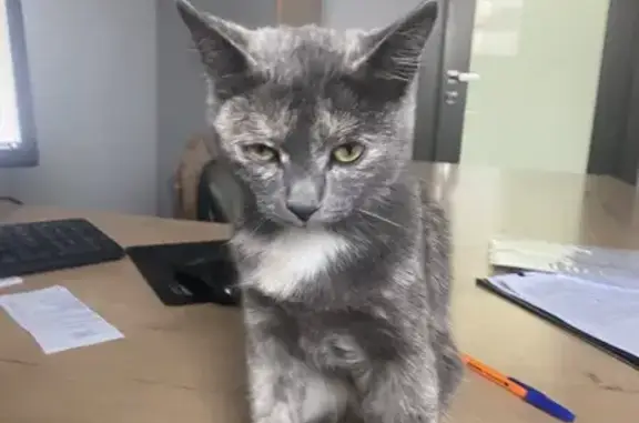 Кошка найдена, Енисейский тракт 7А/2