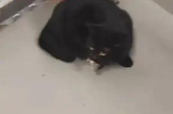 Кошки потеряшки, Новокузнецк, фото: Потеряшка кошка, Еланьская 3А, Новокузнецк