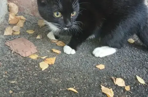 Найдена кошка, Северодвинск, фото: Кошка найдена: Южная ул. 142, Северодвинск