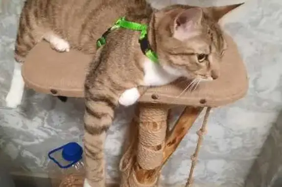 Кошки потеряшки, , фото: Потеряшка кошка на участке, 1 Шувалово