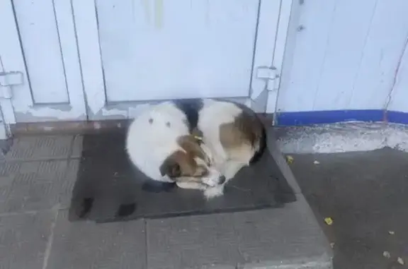 Собака найдена: Комсомольский пр., Челябинск