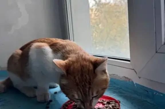 Кошка найдена: Нагорная ул., 2, Чита