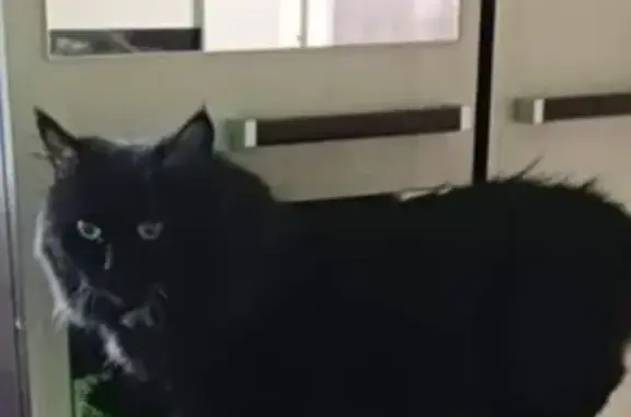 Кошки потеряшки, Иркутск, фото: Потеряшка кошка, Воронежская 17А, Иркутск