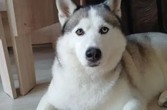 Собаки потеряшки, Хабаровск, фото: Потеряшка собака, 3-й Путевой пер., Хабаровск