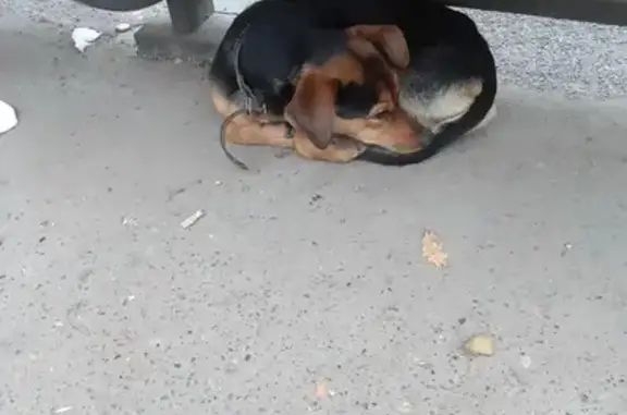 Такса найдена на остановке Маяковского, Кутузова