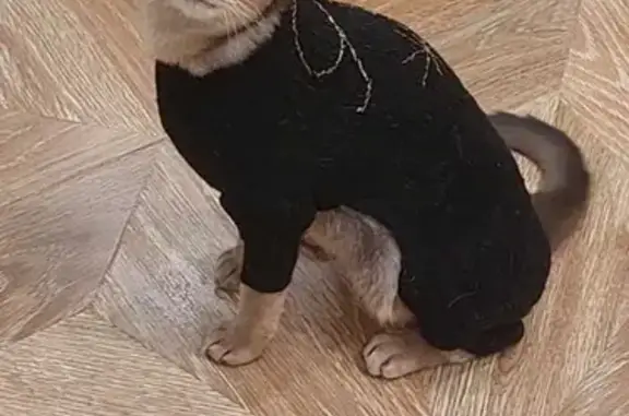 Пропала кошка, ул. Доватора, 9, Москва