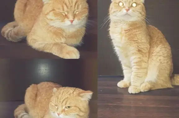 Найдена кошка, Омск, фото: Найдена кошка, пр. Комарова 27, Омск