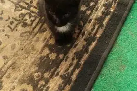 Найдена кошка на Объединённой улице, Оренбург