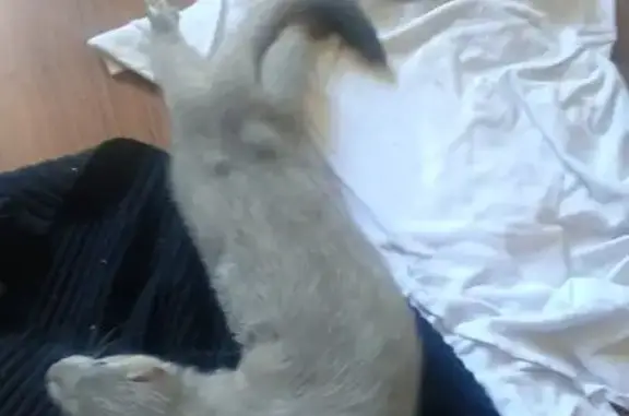 Потерянные животные Ангарск, фото: Пропала ручная норка, Ангарск, 107 кв-л, 14