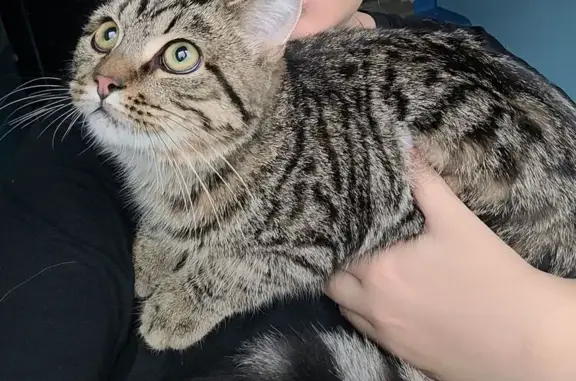 Кошка найдена: пр. Мира 36, Чебоксары