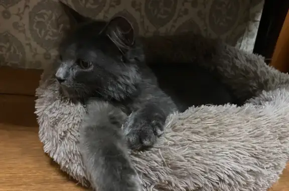 Найдена кошка, , фото: Котенок найден в Саввино, Егорьевский р-н 17