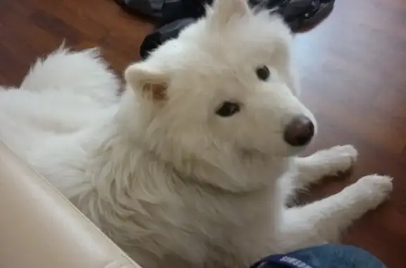 Собаки потеряшки, Обнинск, фото: Потеряшка собака, Звёздная 4, Обнинск