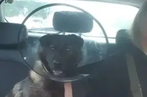 Пропала собака, Усолье-Сибирское, Большееланское