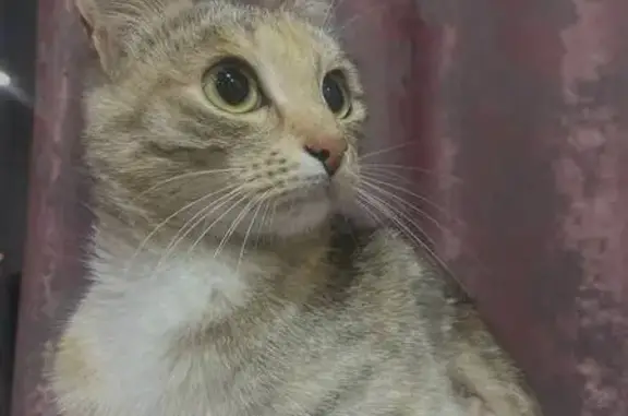 Найдена кошка, Каменск-Уральский, фото: Кошка найдена, ул. Суворова, Каменск-Уральский