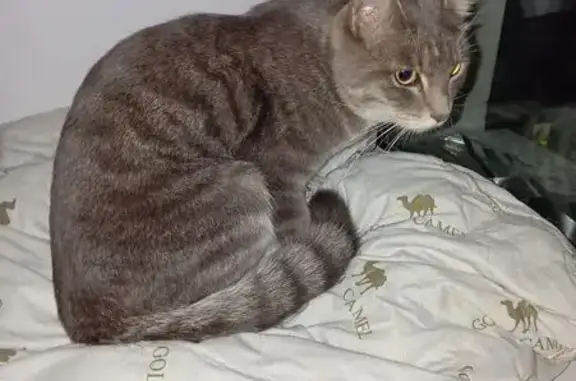 Найденные животные Улан-Удэ, фото: Кошка найдена: ул. Толстого, 37, Улан-Удэ