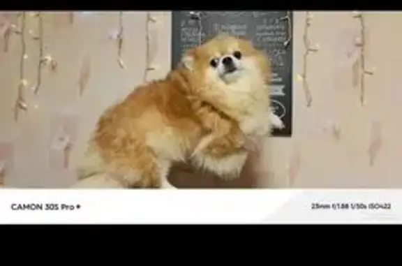 Собаки потеряшки, Аверино, фото: Потеряшка собака Ева, Аверино, Полевая 23Б