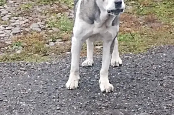 Найдена собака, , фото: Собака найдена: Иркутск, Светлый окрас