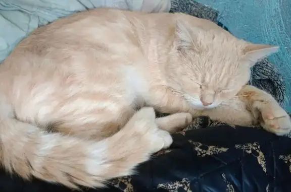 Кошка найдена, Веры Кащеевой 16, Барнаул