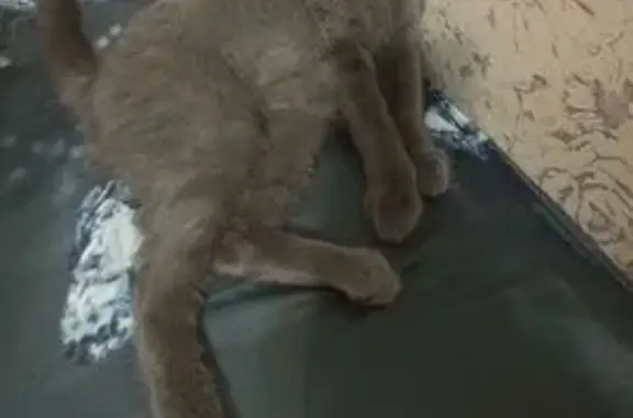 Кошки потеряшки, Алатырь, фото: Потеряшка кошка, ул. Комсомола 35, Алатырь