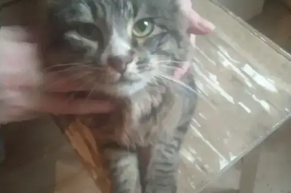 Найдена кошка, Череповец, фото: Кошка найдена: Советский пр., 6, Череповец