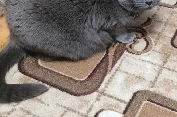 Кошки потеряшки, Ухта, фото: Потеряшка кошка, ул. 1 Рябиновая, д.39