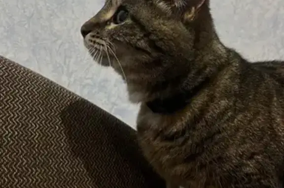 Найдена кошка, Архангельск, фото: Кошка найдена: Суворова 14 с1, Архангельск