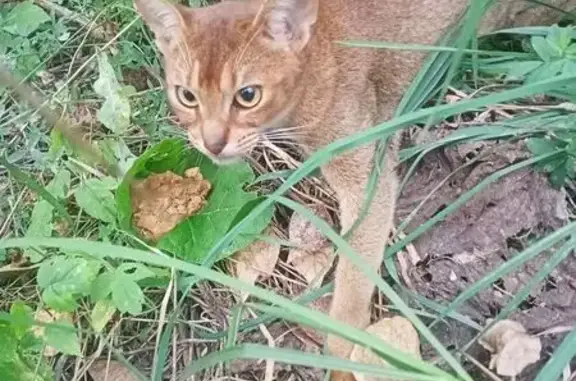 Найдена кошка, Казань, фото: Кошка найдена: ул. Сыртлановой 4, Казань